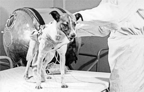 Первым героем Советского союза должна была стать собака-космонавт Лайка