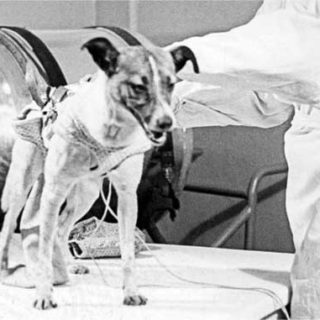 Первым героем Советского союза должна была стать собака-космонавт Лайка