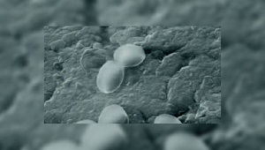 Бактерии-реставраторы бетона